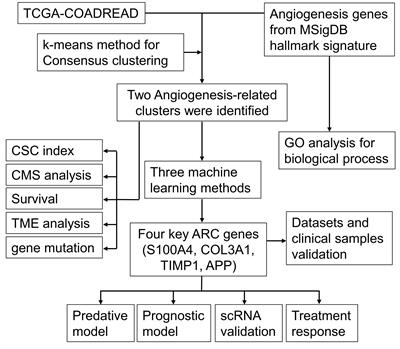 Elucidating the role of angiogenesis-related genes in colorectal cancer: a multi-omics analysis